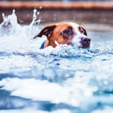 Dog Swimming Pools